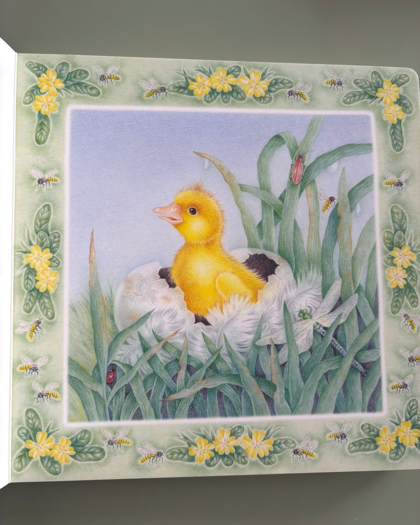 Little Duck Lost