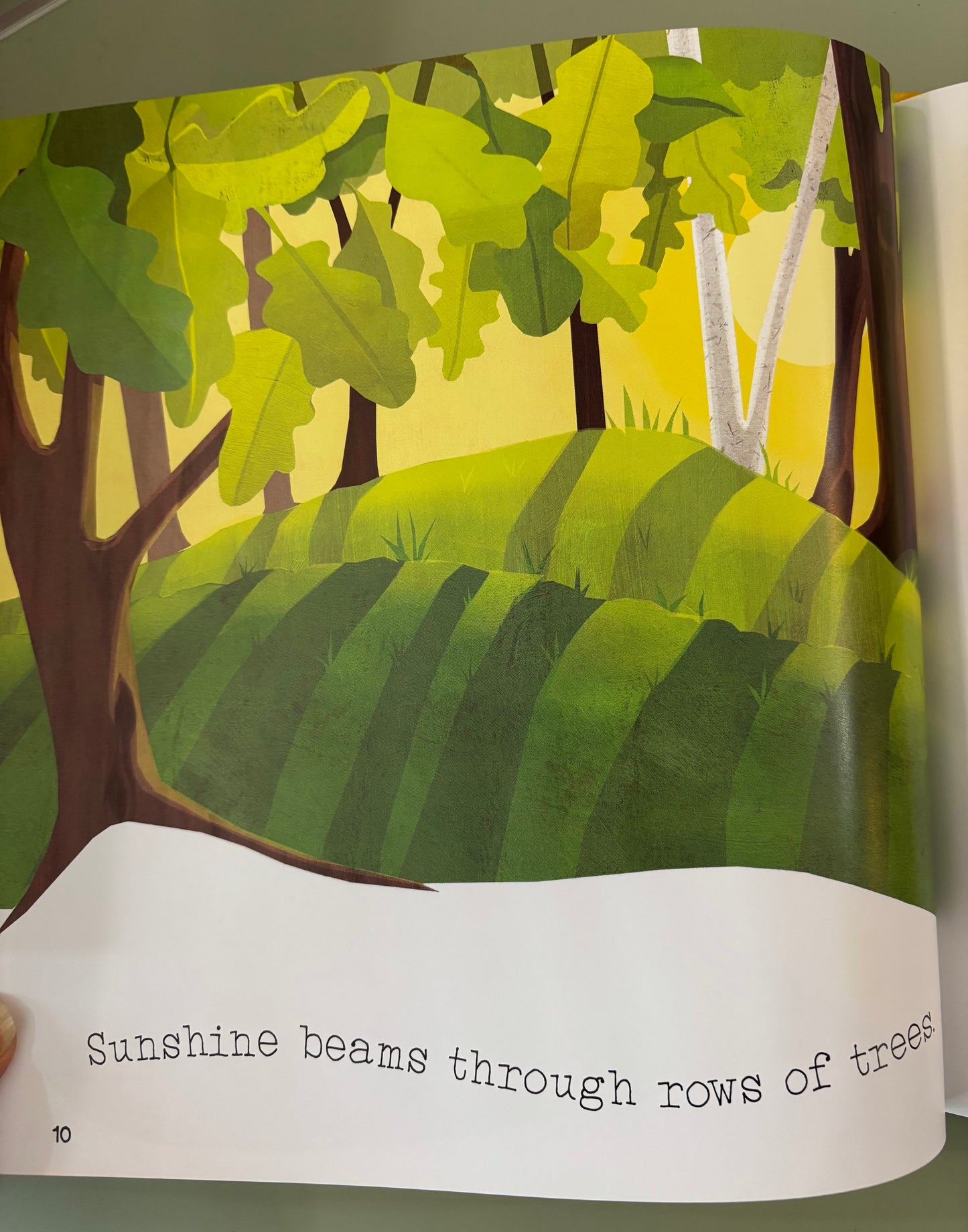 Sunshine Brightens Springtime