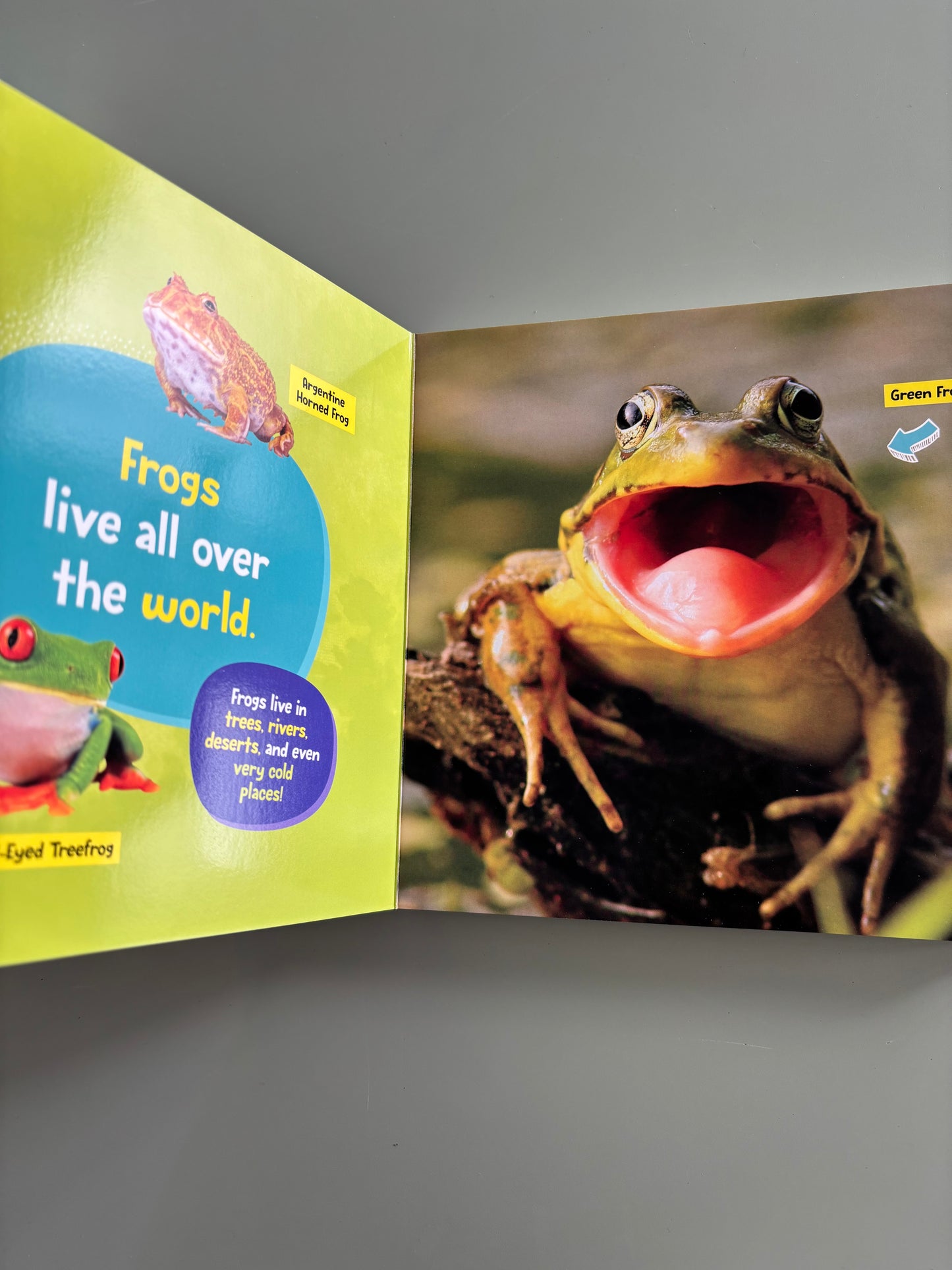 Little Kids first board book - Frogs