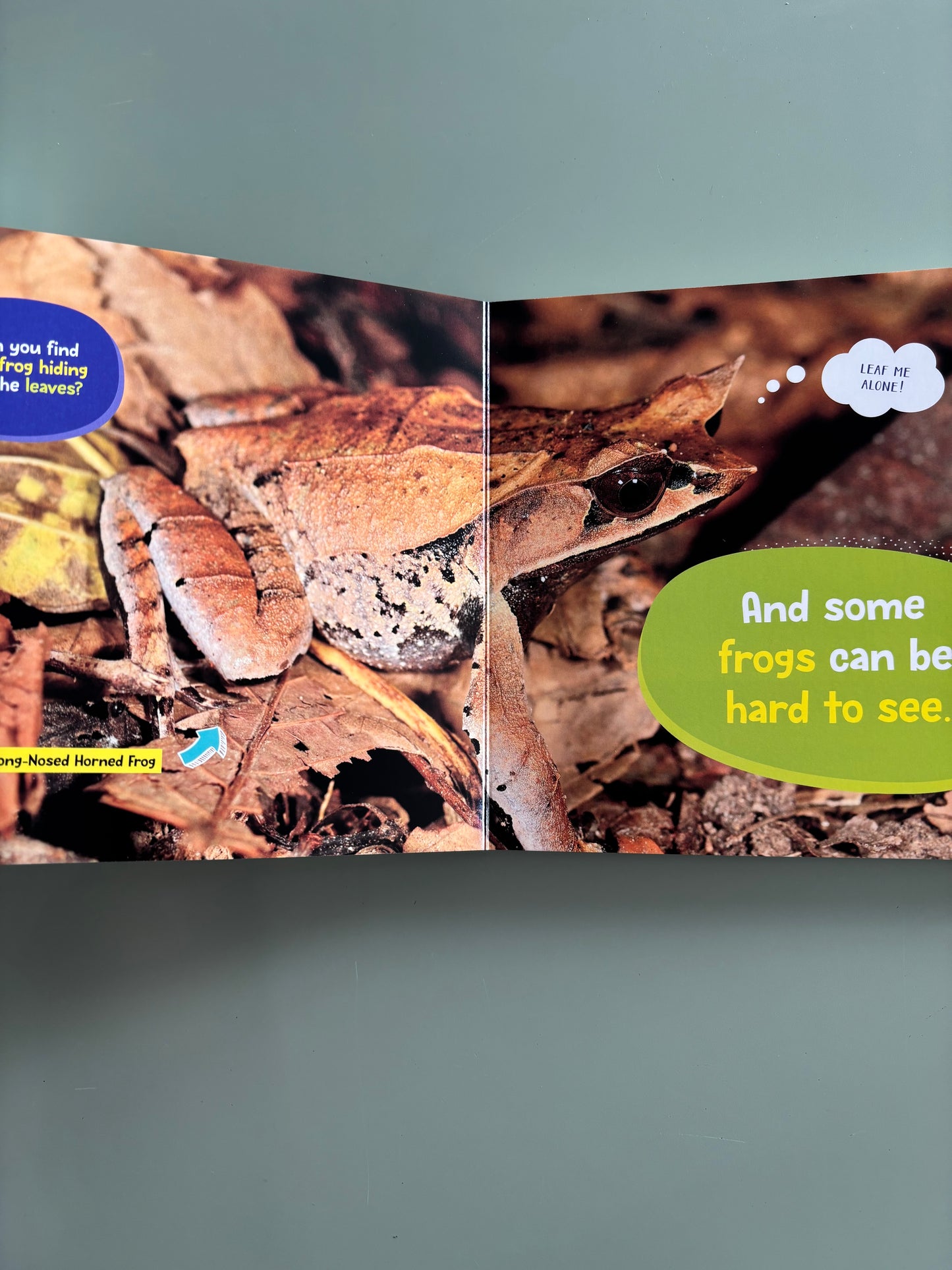 Little Kids first board book - Frogs