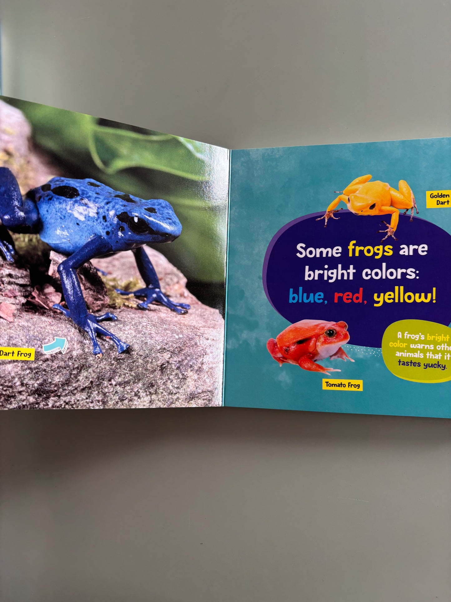 Little Kids first board book - Frogs